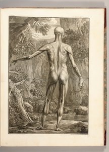 A hát izomcsoportjait ábrázoló metszet, 1747