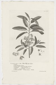 Kiggelaria africana Kiggelaria: mas. Hort. Szikla. 462. sp. 1 (cím az objektumon) alkotó: Jan Wandelaar