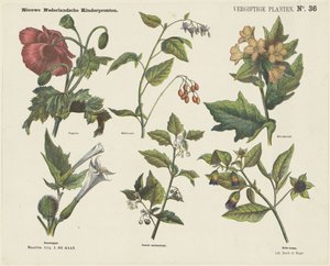 Mérgező növények (cím a tárgyon) Új holland gyereknyomatok (sorozatcím a tárgyon)