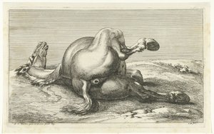 Döglött ló hátulról nézve Dead Horses (sorozat címe)