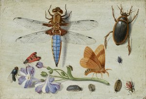 Egy kakaskakas, bogár, tetű és más rovarok, auricula ágával, 1650-es évek eleje