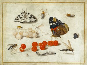 Pillangó, hernyó, lepke, rovarok és ribizli, 1650-65 körül (guache és tinta pergamen) alkotó: Jan van Kessel the Elder