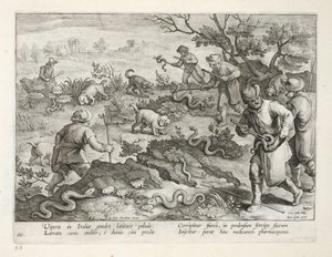 Varangyokat evő olasz viperák, 60. tábla, illusztráció a „Venationes, Ferarum, Avium, Piscium” (Vadászatról: Vadállatok, madarak, halak) könyvéből, vésette: Jan Collaert (1566-1628), kocsma. írta: Phillipus Gallaeus, alkotó: Jan van der Straet