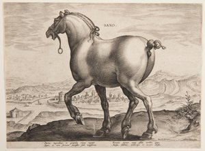 Egy szász ló, az "Equile Joannis Austriaci" első sorozatából alkotó: Jan van der Straet, called Stradanus
