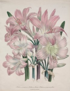 Belladonna Lily: Amaryllis belladonna