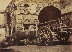 Buffalo Cart, Róma