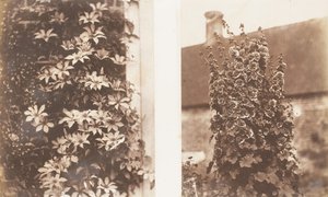 Clematis Cerulea, Hollyhocks, 1853-56.