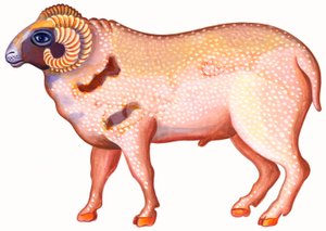 Kos, a kos, 1996, (tinta és gouache) alkotó: Jane Tattersfield