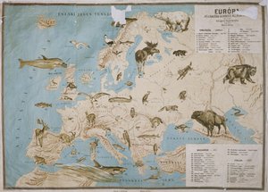 Az európai állatok térképe, ( színes metszet)