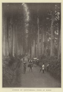 A Cryptomeria fenyők sugárútja, Nikko