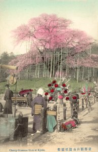 Cherry Blossoms, Gion, Kyoto, Japán alkotó: Japanese Photographer