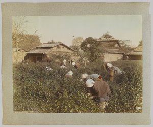 Tea szedése, Japán (kézzel színezett fekete-fehér fotó) alkotó: Japanese Photographer