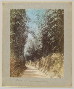 Út egy bambuszligeten keresztül, Japán (kézzel színezett fekete-fehér fotó) alkotó: Japanese Photographer