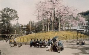 A híres cseresznyefa Maruyamában, Kiotóban az 1890-es években. alkotó: Japanese Photographer