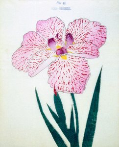 Ezo-Nishiki, a. 41, 1898 alkotó: Japanese School