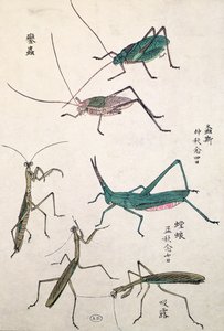 Szöcskék és sáskák (színes fatömbnyomat) alkotó: Japanese School