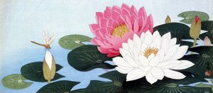 Tavirózsa és szitakötő - japán nyomtatás alkotó: Japanese School