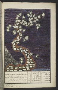 Vagy. 15932, f. 72r, Genealógiai táblázat Jáva uralkodóinak fája formájában, Ádámtól IV. Pakuwanáig (Surakarta) és IV. Mataramig (Yogykarta IV. Hamengkubuwana), jávai kéziratban, Papakem Pawukon