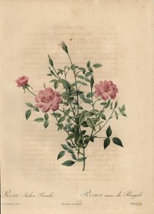 Rózsaszín miniatűr kínai rózsa, Rosa chinensis.