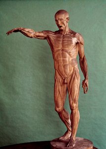 Emberi anatómia. Jean Antoine Houdon Ecorche (1741-1828)