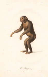 Csimpánz (Simia troglodytes) alkotó: Jean Baptiste Audebert