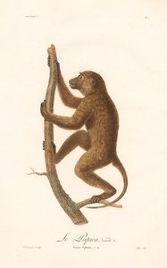 Mászó guineai pávián (Simia Sphinx, a fajta) alkotó: Jean Baptiste Audebert