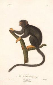 Aranykezű tamarin (Simia Midas) alkotó: Jean Baptiste Audebert