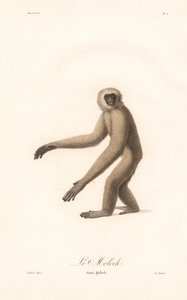 Szürke langur (Simia moloch) alkotó: Jean Baptiste Audebert