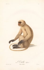 Hanuman Langur (Simia entellus) alkotó: Jean Baptiste Audebert