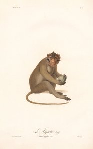 Jávai langur (Simia aygula) alkotó: Jean Baptiste Audebert