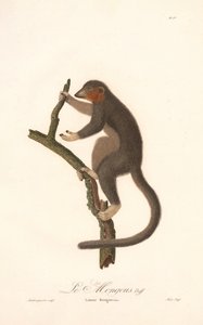Mungó lemúr (Lemur Mongoz) alkotó: Jean Baptiste Audebert