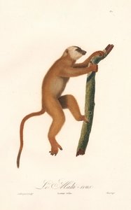 Vörös lemúr (Lemur rufus) alkotó: Jean Baptiste Audebert