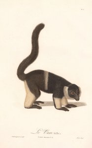Fodros maki fajta (Lemur macaco V.A.) alkotó: Jean Baptiste Audebert