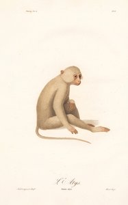 Fehérkezű gibbon (Simia alys) alkotó: Jean Baptiste Audebert