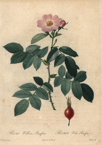 Rózsaszín almás rózsa, Rosa villosa.