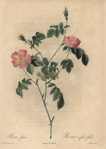 Rosa foetida, Rosier egy gyümölcs fetide.