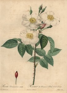 Fehér damaszkuszi rózsa, Rosa x damascena.