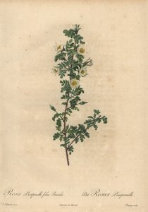 Fehér égett rózsa, Rosa pimpinellifolia Pumila.