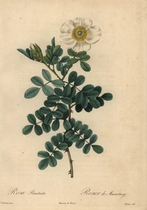 Fehér csirke rózsa, Rosa bracteata,