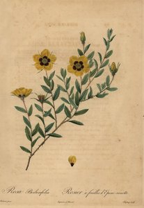 Sárga rózsa, Rosa berberifolia.