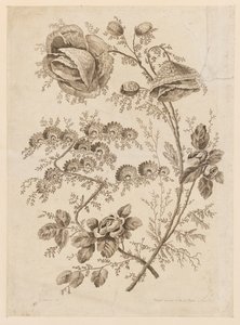 Virágág, a Cahier de Fleurs Singuliers-től alkotó: Jean Baptiste Pillement
