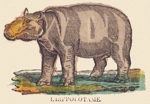 A víziló, 1840-1852 körül (litográfia) alkotó: Jean Baptiste Thiebault