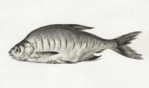 Fish (1775–1833) alkotó: Jean Bernard