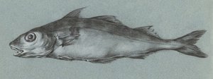 Fish Green (1775–1833) alkotó: Jean Bernard