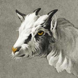 Kecskefej alkotó: Jean Bernard