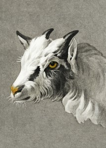 Kecskekopf portré alkotó: Jean Bernard