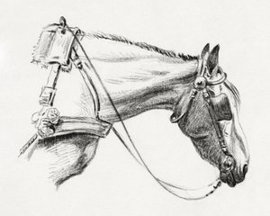 Lófej (1820) alkotó: Jean Bernard