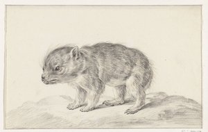 Fiatal medve (?) alkotó: Jean Bernard