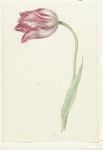 Rózsaszín tulipán