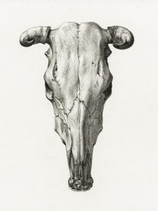 Tehénkoponya – elölnézet (1816)